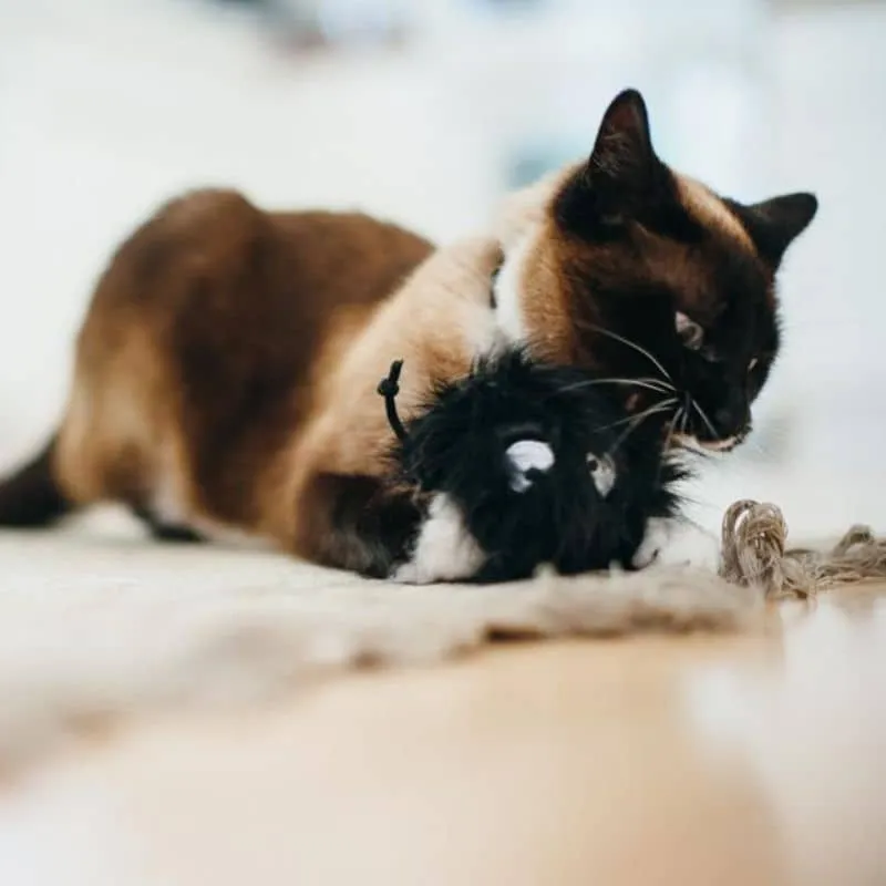 JOUET HALLOWEEN POUR CHAT À L’HERBE À CHAT - BOULE NOIRE
