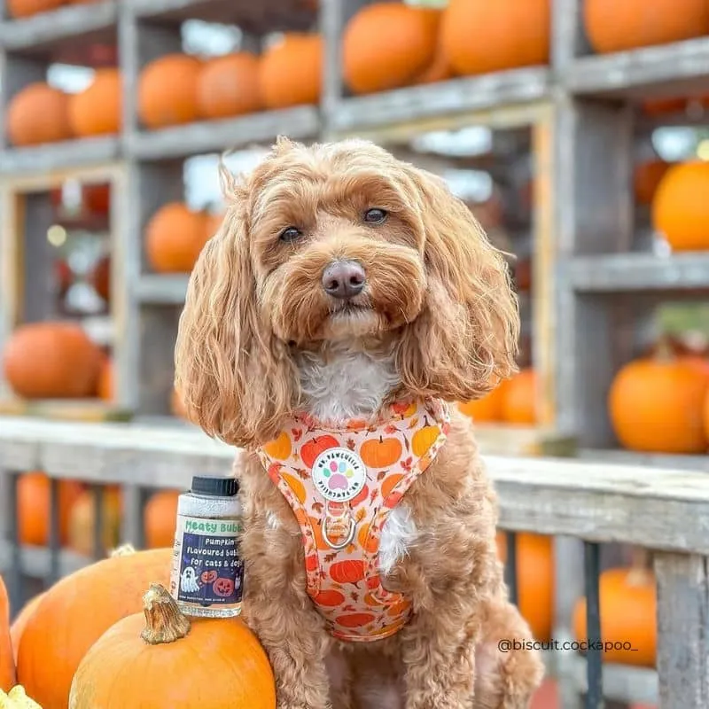 BULLES AROMATISÉES HALLOWEEN POUR CHIEN ET CHAT - MEATY BUBBLES PUMPKIN 🎃🫧
