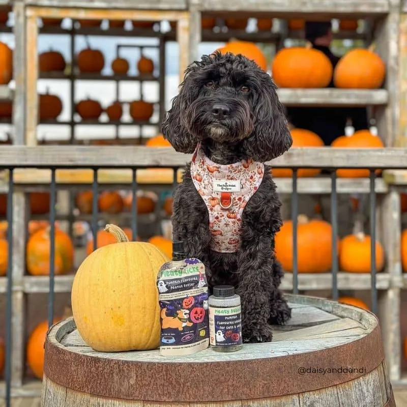BULLES AROMATISÉES HALLOWEEN POUR CHIEN ET CHAT - MEATY BUBBLES PUMPKIN 🎃🫧