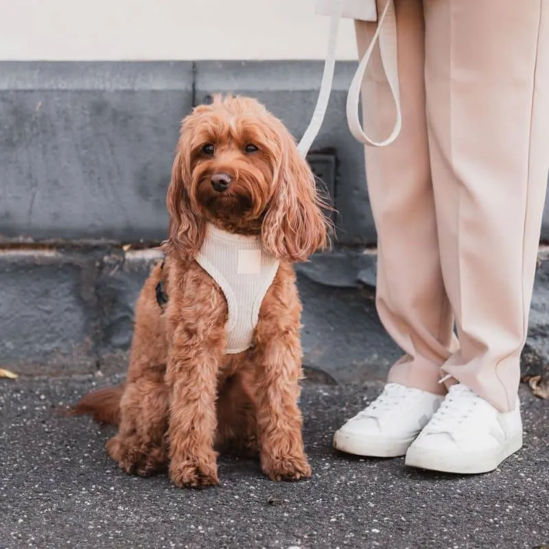 HARNAIS STEP IN POUR CHIEN EN VELOURS CÔTELÉ - GRIS ANTHRACITE OU BEIGE