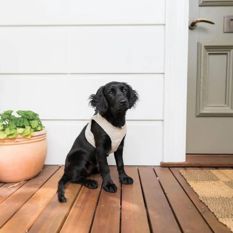 HARNAIS STEP IN POUR CHIEN EN VELOURS CÔTELÉ - GRIS ANTHRACITE OU BEIGE