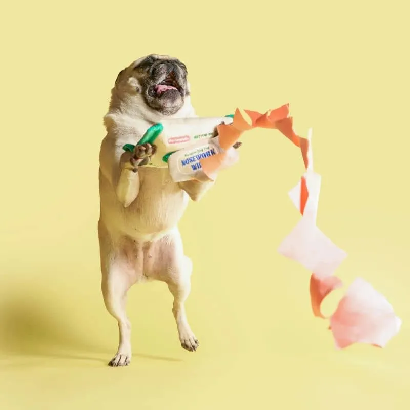 JEU D’OCCUPATION ET DE FOUILLE POUR CHIEN - LINGETTES