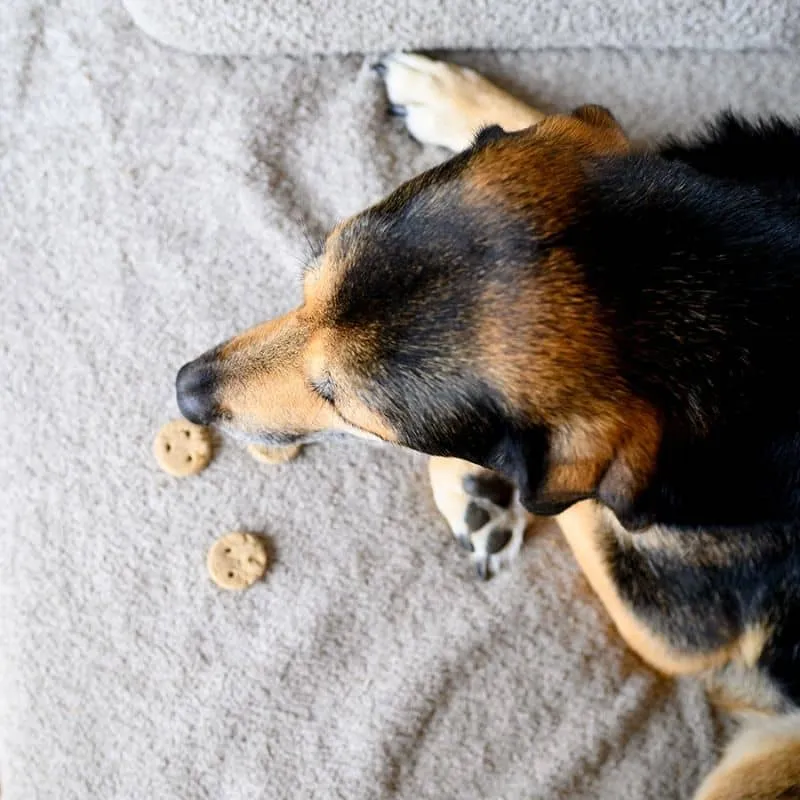 BISCUITS VEGAN AVEC CAMOMILLE POUR CHIEN - BEDTIME COOKIES 😴