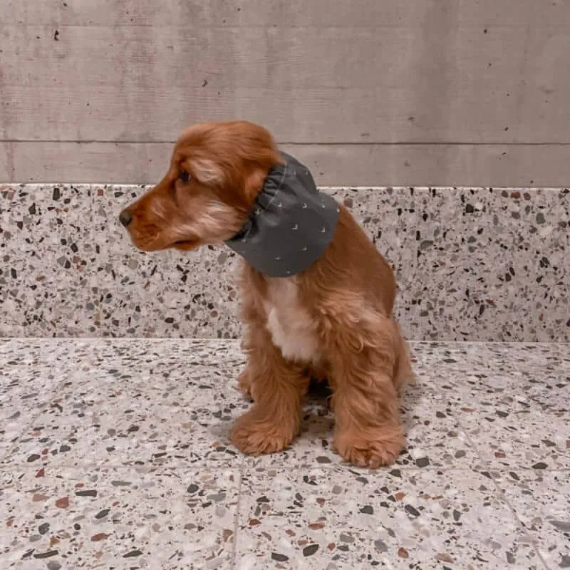 SNOOD POUR CHIEN EN COTON - BLEU MOTIFS COEURS