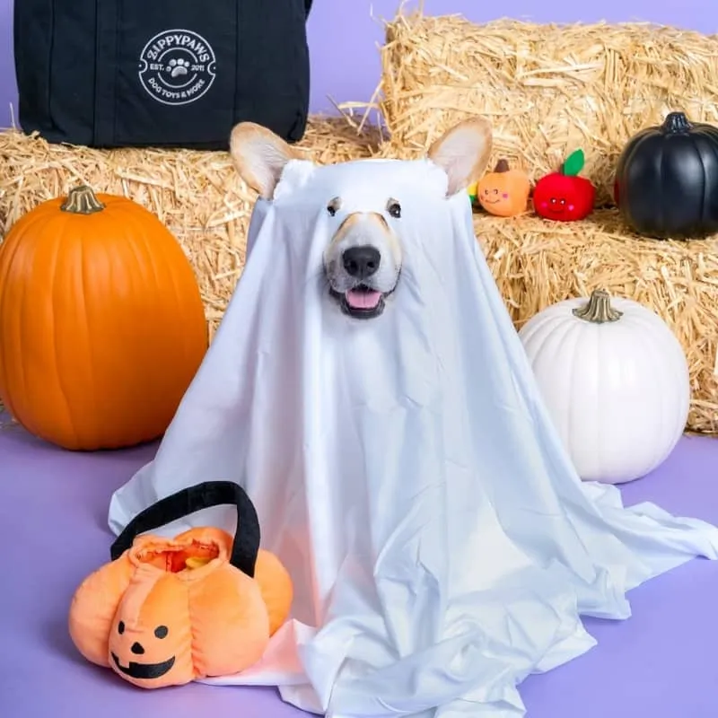 JOUET HALLOWEEN D’OCCUPATION INTERACTIF POUR CHIEN - CITROUILLE & BONBONS 🎃🍬