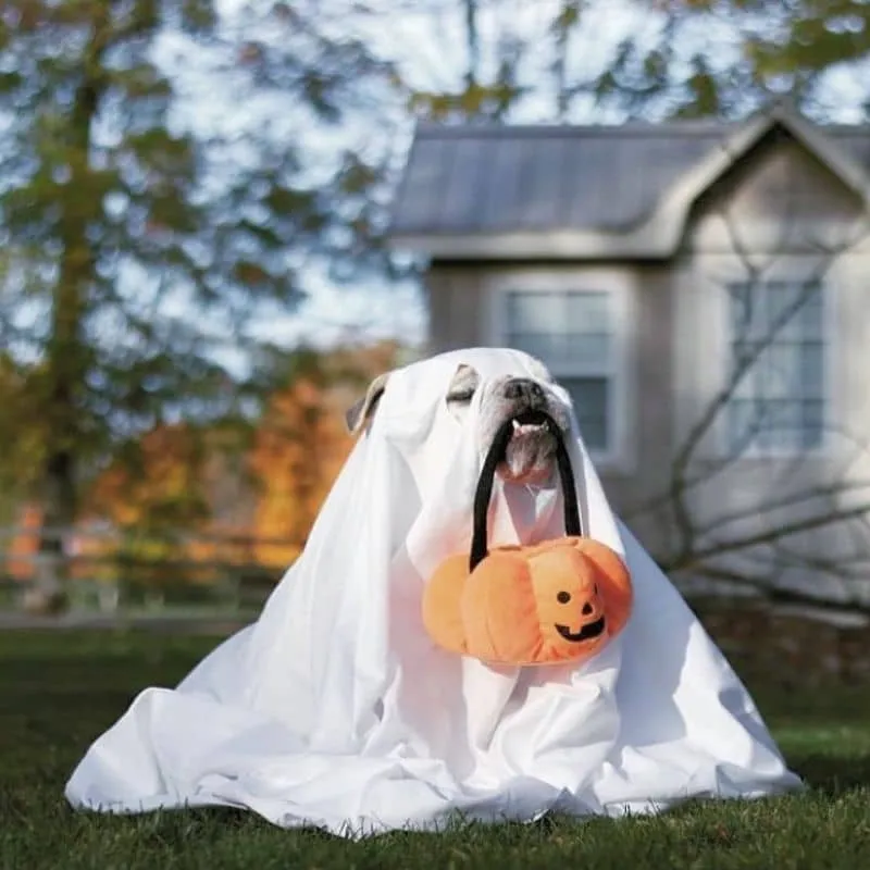 JOUET HALLOWEEN D’OCCUPATION INTERACTIF POUR CHIEN - CITROUILLE & BONBONS 🎃🍬