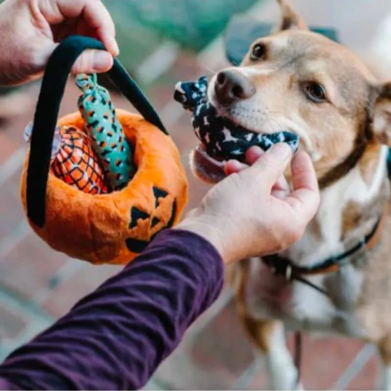 JOUET HALLOWEEN D’OCCUPATION INTERACTIF POUR CHIEN - CITROUILLE & BONBONS 🎃🍬