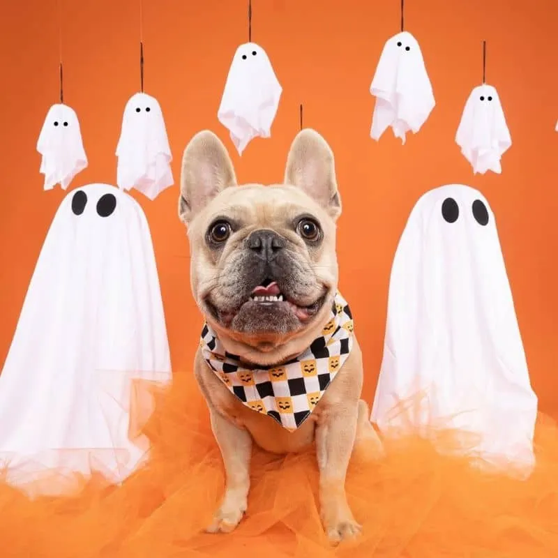 BANDANA POUR CHIEN - TRICK OR TREAT HALLOWEEN