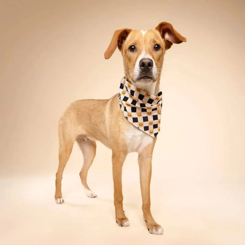 BANDANA POUR CHIEN - TRICK OR TREAT HALLOWEEN