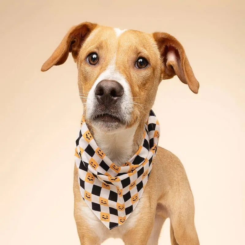 BANDANA POUR CHIEN - TRICK OR TREAT HALLOWEEN