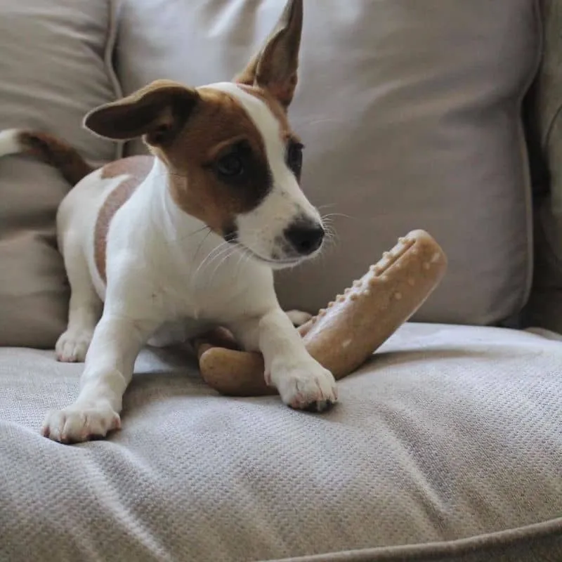 JOUET À MÂCHER POUR CHIEN ODEUR BACON - BOIS DE CERF