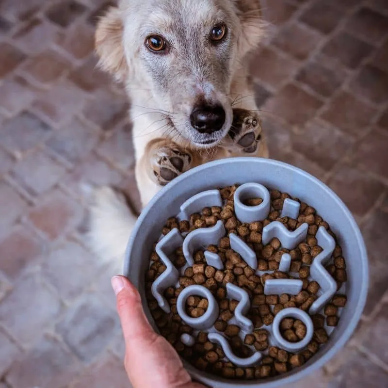 GAMELLE ANTI-GLOUTON POUR CHIEN - BLEU GRIS (DISPO EN 2 TAILLES)