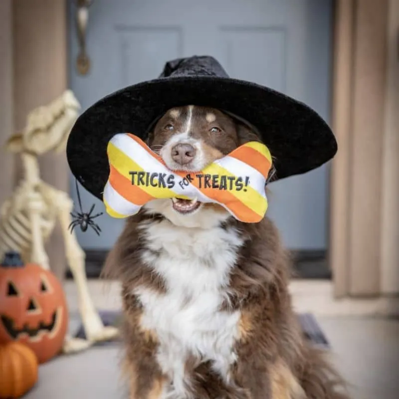 PELUCHE HALLOWEEN POUR CHIEN - OS TRICKS FOR TREATS 🍬
