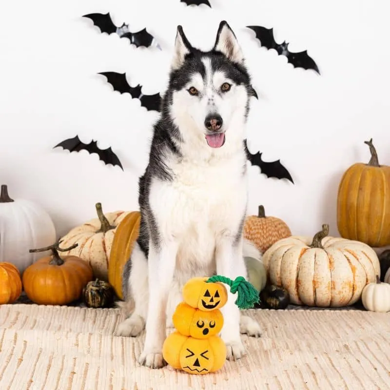 PELUCHE HALLOWEEN AVEC CORDE POUR CHIEN - CITROUILLES 🎃