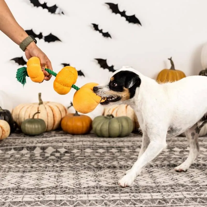 PELUCHE HALLOWEEN AVEC CORDE POUR CHIEN - CITROUILLES 🎃