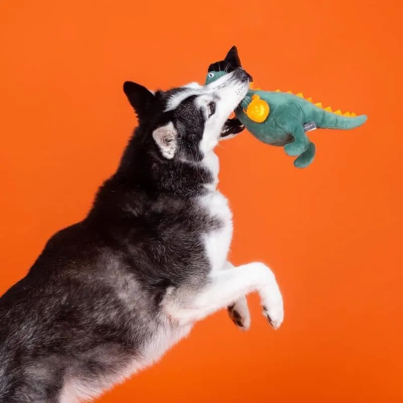 PELUCHE HALLOWEEN POUR CHIEN - DINOSAURE SORCIÈRE 🎃