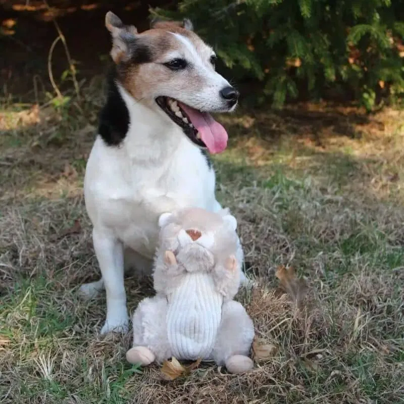 PELUCHE QUI BOUGE POUR CHIEN - ÉCUREUIL 🐿️
