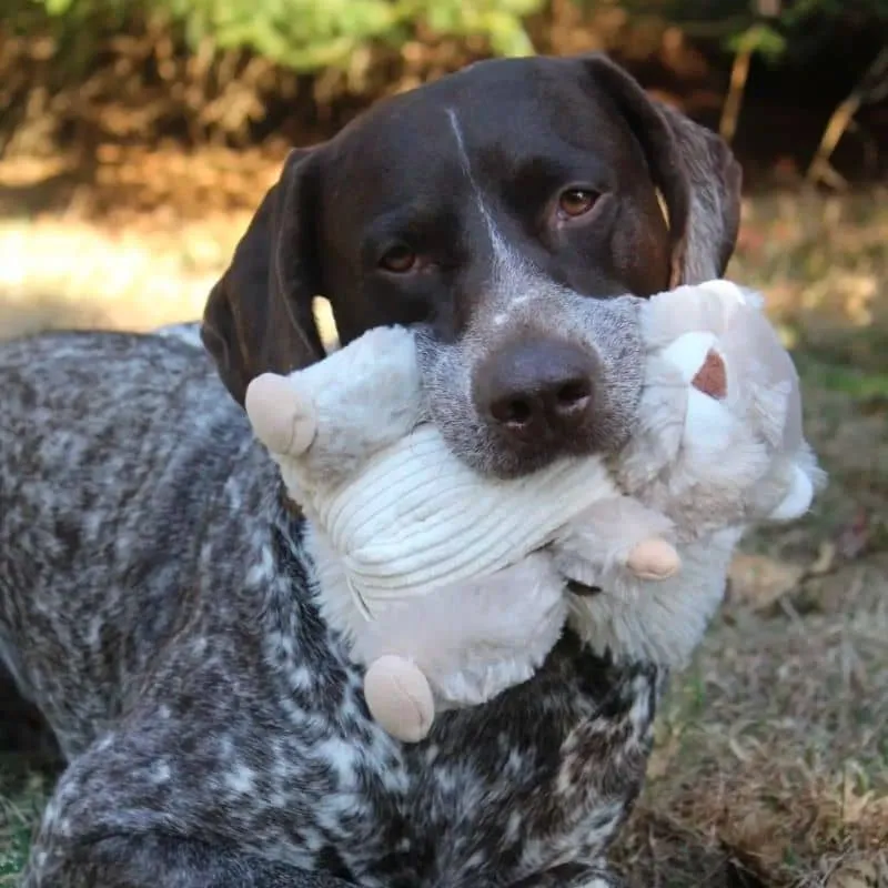PELUCHE QUI BOUGE POUR CHIEN - ÉCUREUIL 🐿️