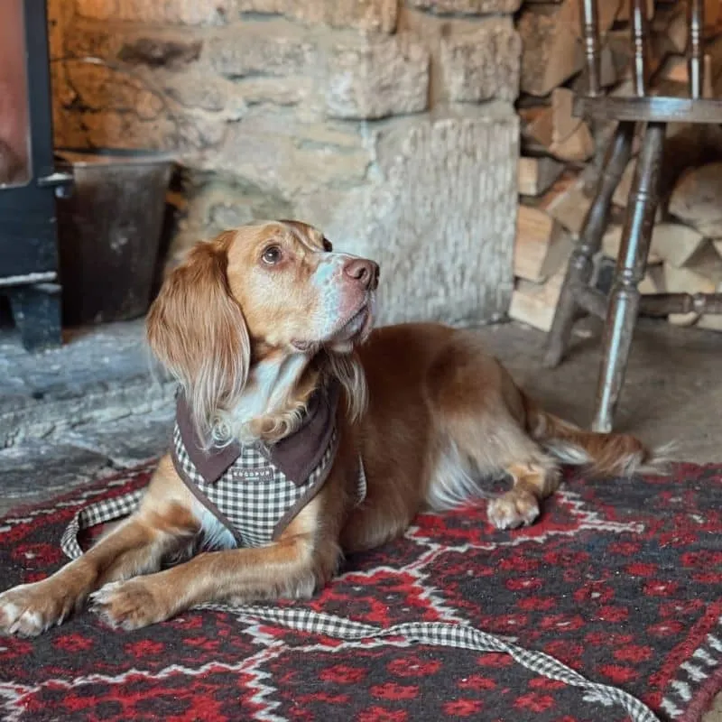 HARNAIS POUR CHIEN - CARREAUX "COTSWOLD CHECK"