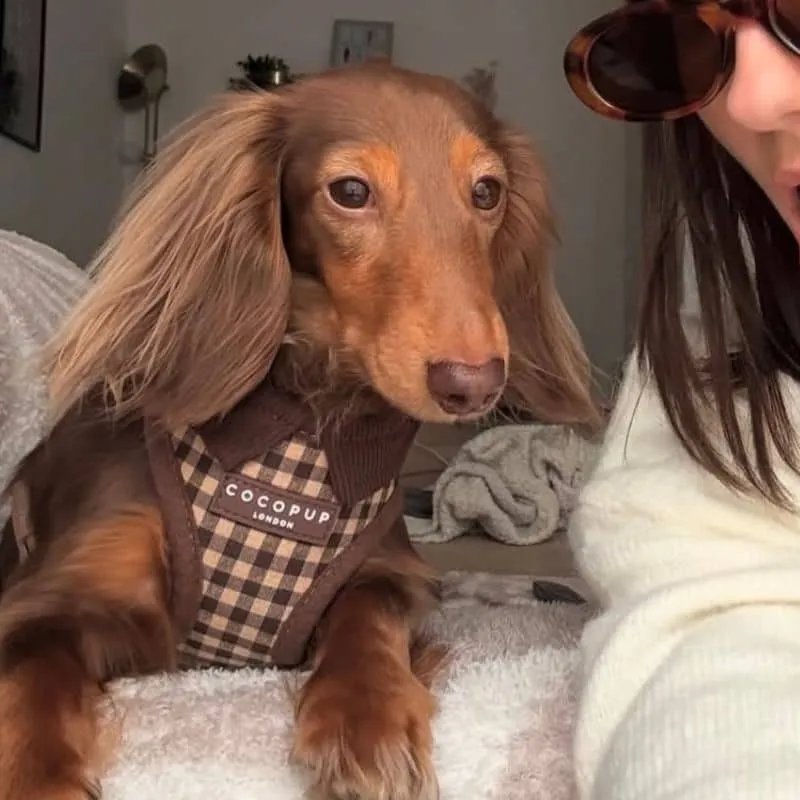 HARNAIS POUR CHIEN - CARREAUX "COTSWOLD CHECK"
