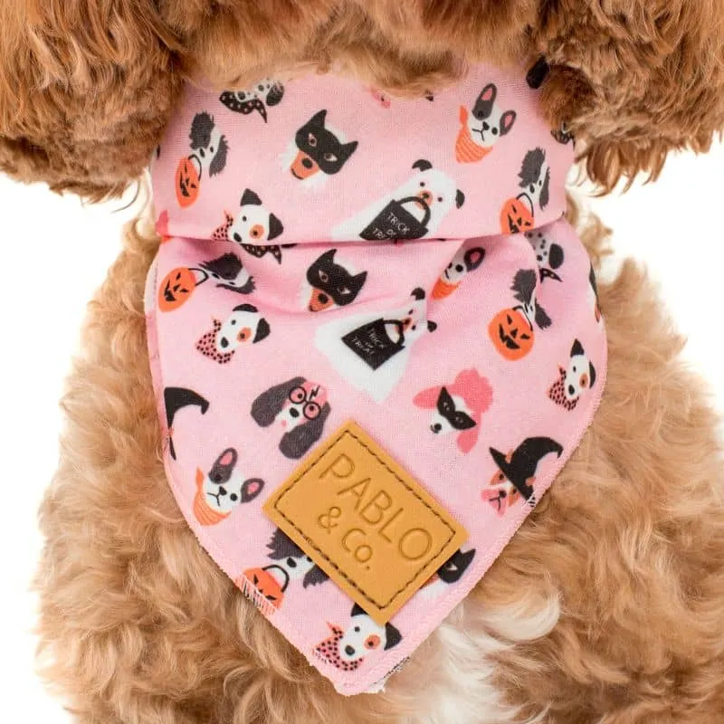 BANDANA POUR CHIEN - HALLOWEEN TRICK OR TREAT 🍬