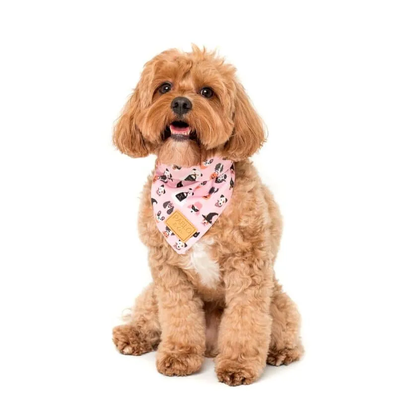 BANDANA POUR CHIEN - HALLOWEEN TRICK OR TREAT 🍬