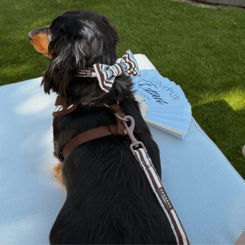 LAISSE POUR CHIEN TISSU ÉPONGE - RAYURES "BROWN & BLUE STRIPES"