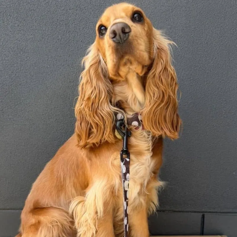 COLLIER POUR CHIEN TISSU - POLKA DOTS