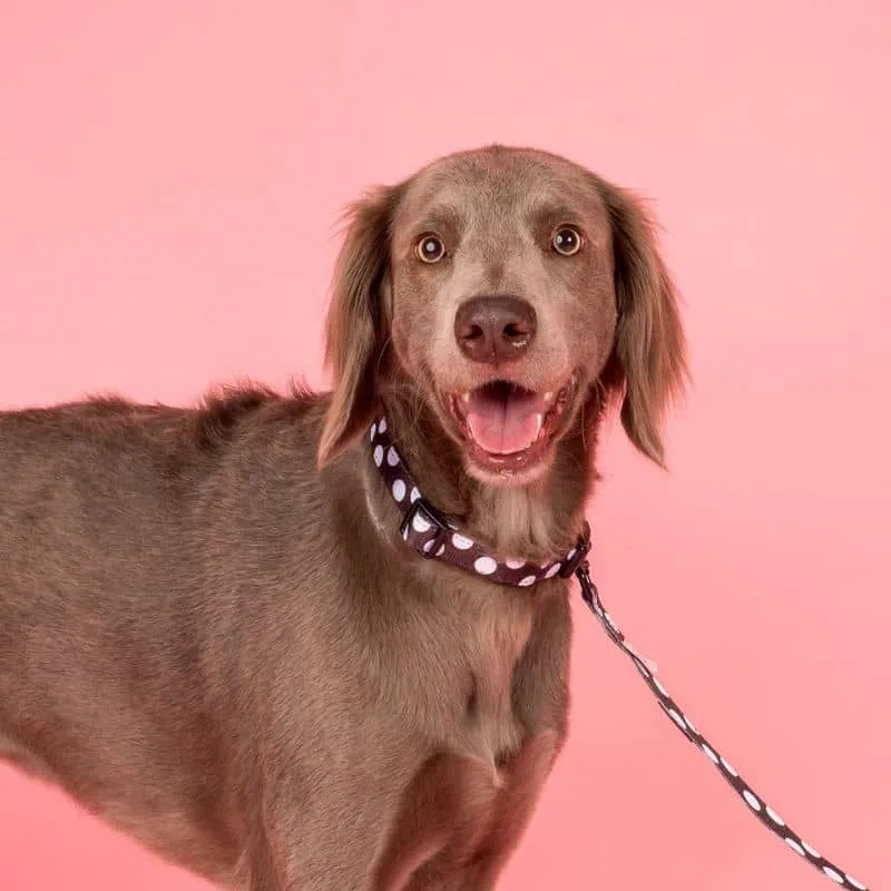 COLLIER POUR CHIEN TISSU - POLKA DOTS