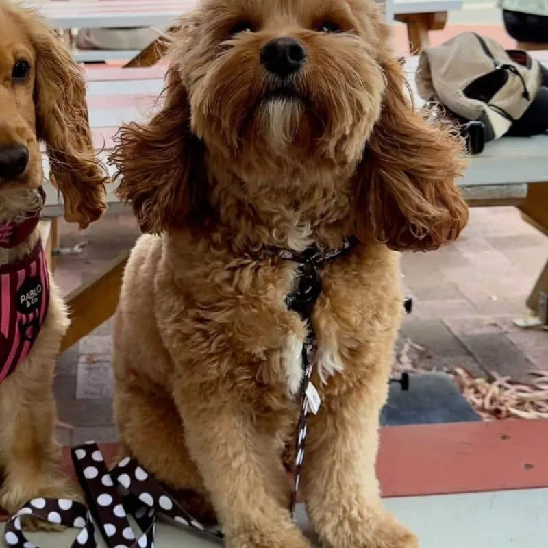 COLLIER POUR CHIEN TISSU - POLKA DOTS
