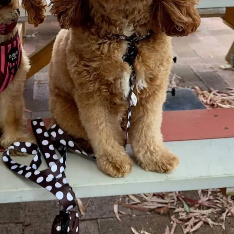 LAISSE POUR CHIEN TISSU - POLKA DOTS
