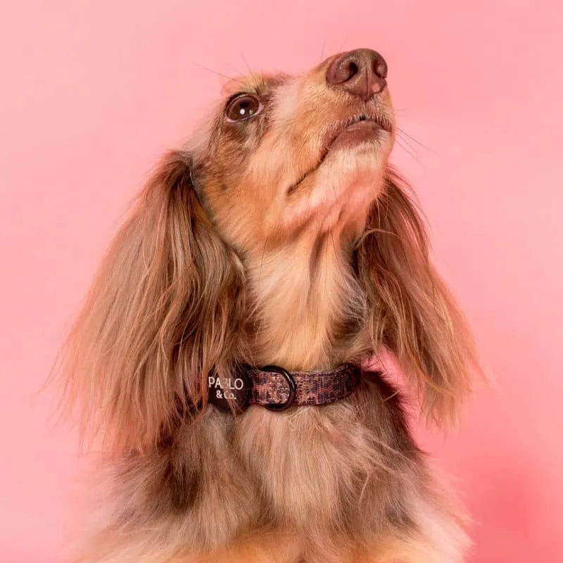 COLLIER POUR CHIEN TISSU - "LEOPARD"