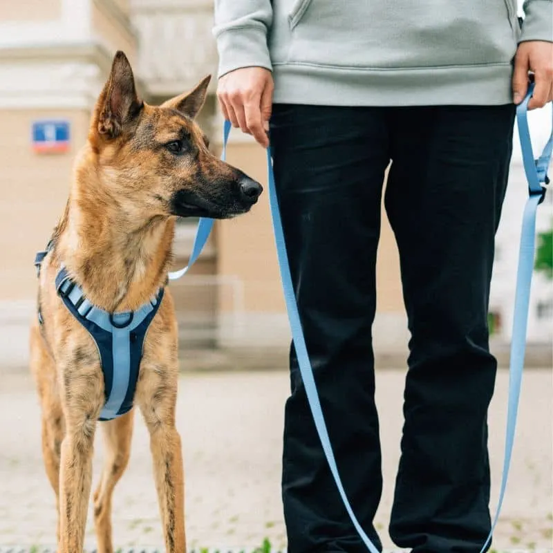 HARNAIS HAUTE VISIBILITÉ AVEC POIGNÉE POUR CHIEN - NÉON BLEU & NAVY