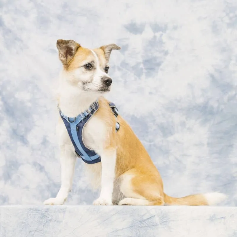 HARNAIS HAUTE VISIBILITÉ AVEC POIGNÉE POUR CHIEN - NÉON BLEU & NAVY