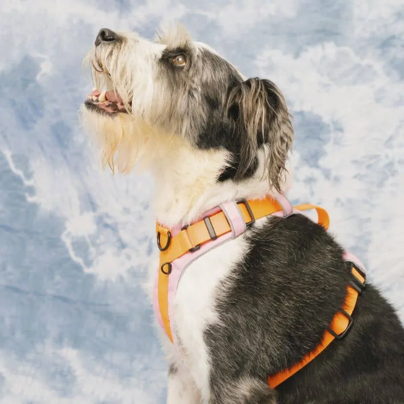 HARNAIS HAUTE VISIBILITÉ AVEC POIGNÉE POUR CHIEN - NÉON ORANGE & ROSE