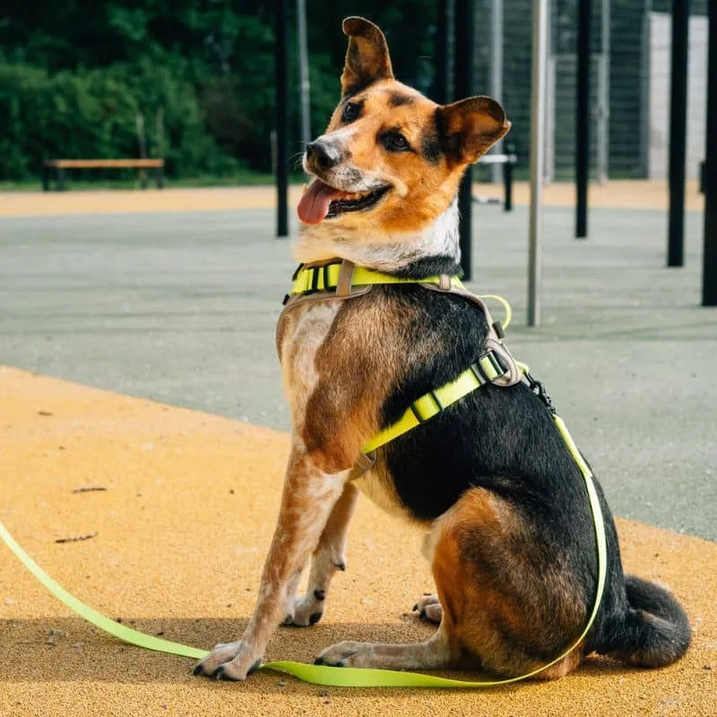 HARNAIS HAUTE VISIBILITÉ AVEC POIGNÉE POUR CHIEN - NÉON JAUNE & BEIGE
