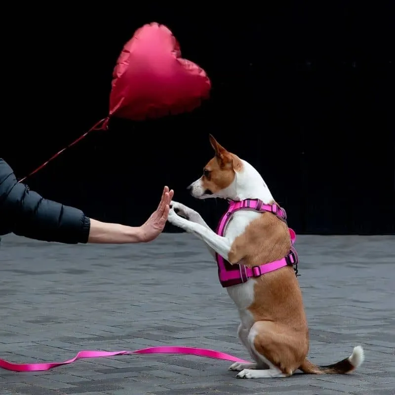 HARNAIS HAUTE VISIBILITÉ AVEC POIGNÉE POUR CHIEN - NÉON ROSE * ÉDITION LIMITÉE LOVE