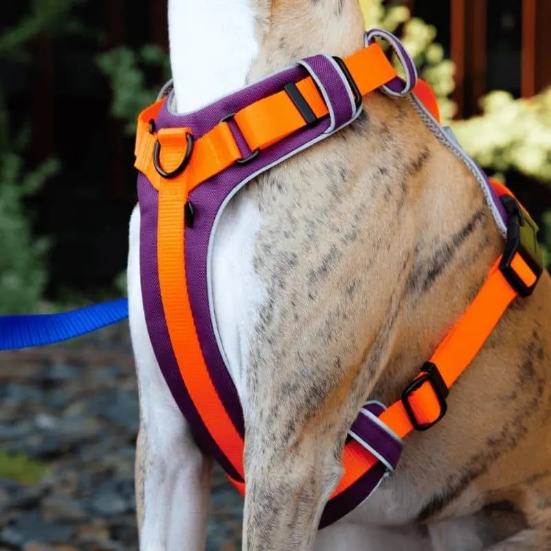 HARNAIS HAUTE VISIBILITÉ AVEC POIGNÉE POUR CHIEN - NÉON ORANGE & VIOLET * ÉDITION LIMITÉE AUTUMN
