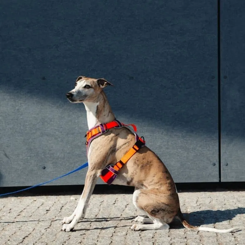 HARNAIS HAUTE VISIBILITÉ AVEC POIGNÉE POUR CHIEN - NÉON ORANGE & VIOLET * ÉDITION LIMITÉE AUTUMN