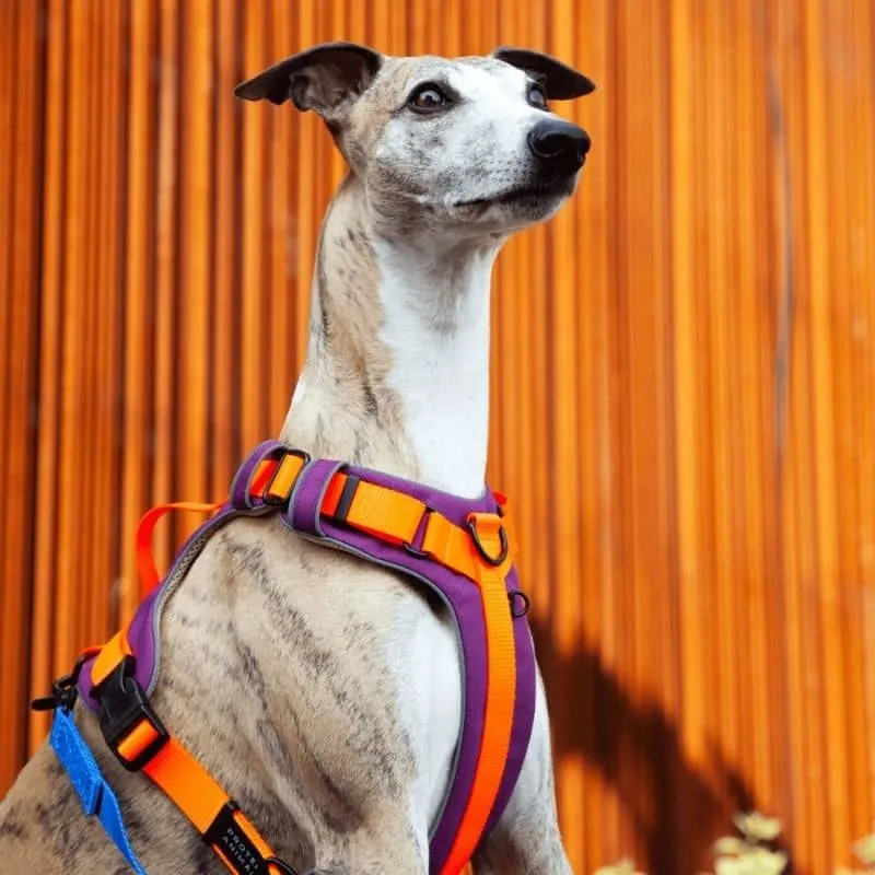 HARNAIS HAUTE VISIBILITÉ AVEC POIGNÉE POUR CHIEN - NÉON ORANGE & VIOLET * ÉDITION LIMITÉE AUTUMN