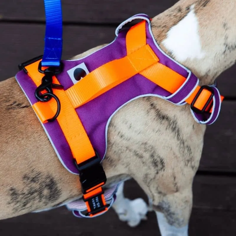 HARNAIS HAUTE VISIBILITÉ AVEC POIGNÉE POUR CHIEN - NÉON ORANGE & VIOLET * ÉDITION LIMITÉE AUTUMN