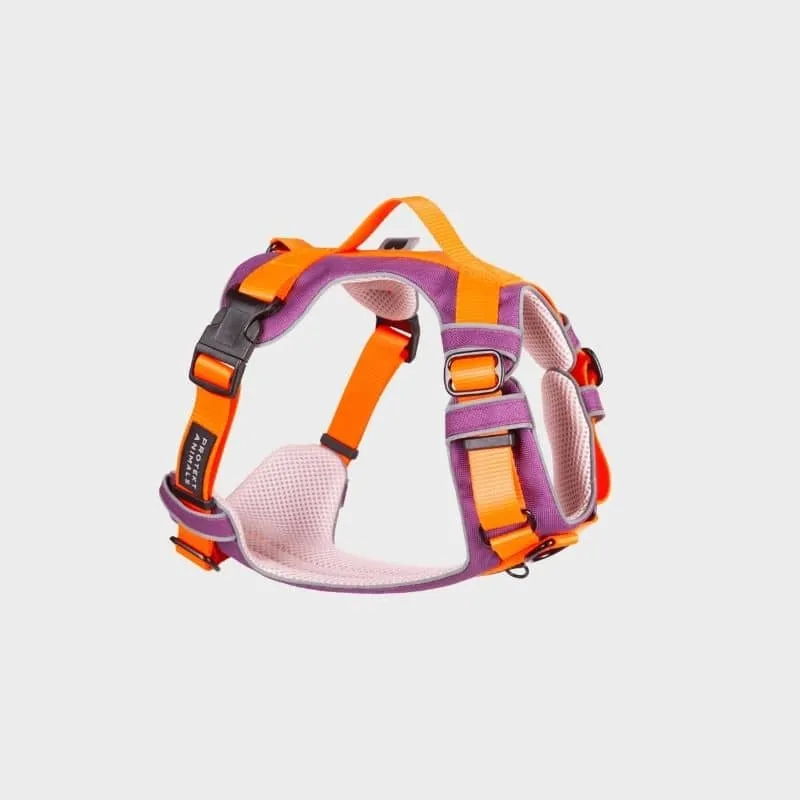 HARNAIS HAUTE VISIBILITÉ AVEC POIGNÉE POUR CHIEN - NÉON ORANGE & VIOLET * ÉDITION LIMITÉE AUTUMN
