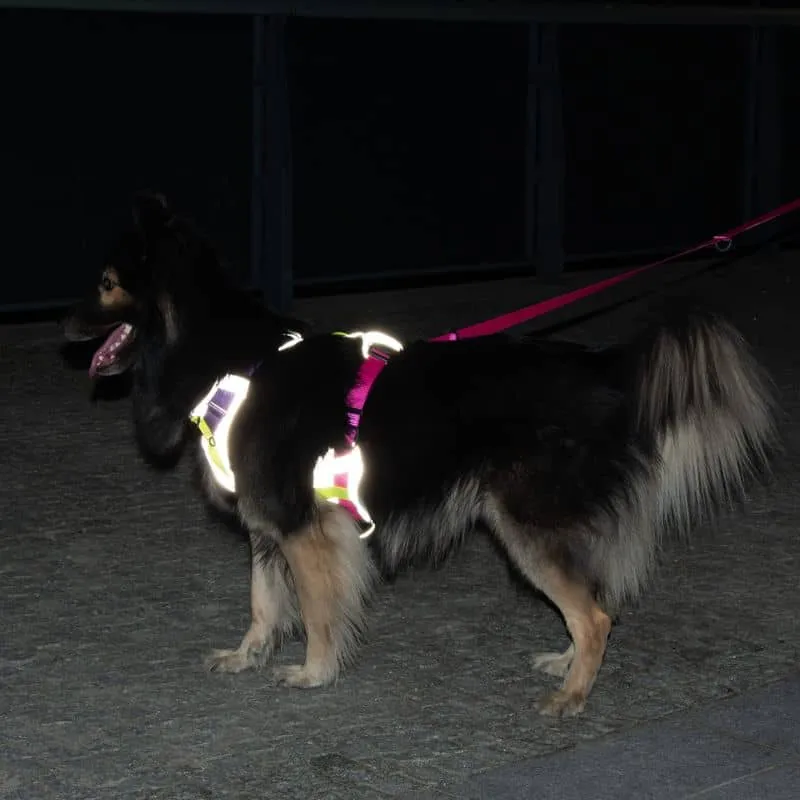 HARNAIS HAUTE VISIBILITÉ AVEC POIGNÉE POUR CHIEN - RÉFLÉCHISSANT FLASH 3 (VIOLET & ROSE)