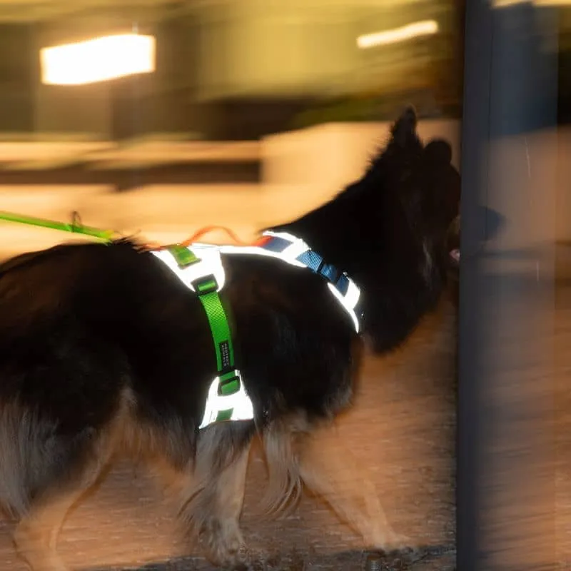 HARNAIS HAUTE VISIBILITÉ AVEC POIGNÉE POUR CHIEN - RÉFLÉCHISSANT FLASH 4 (BLEU & VERT)