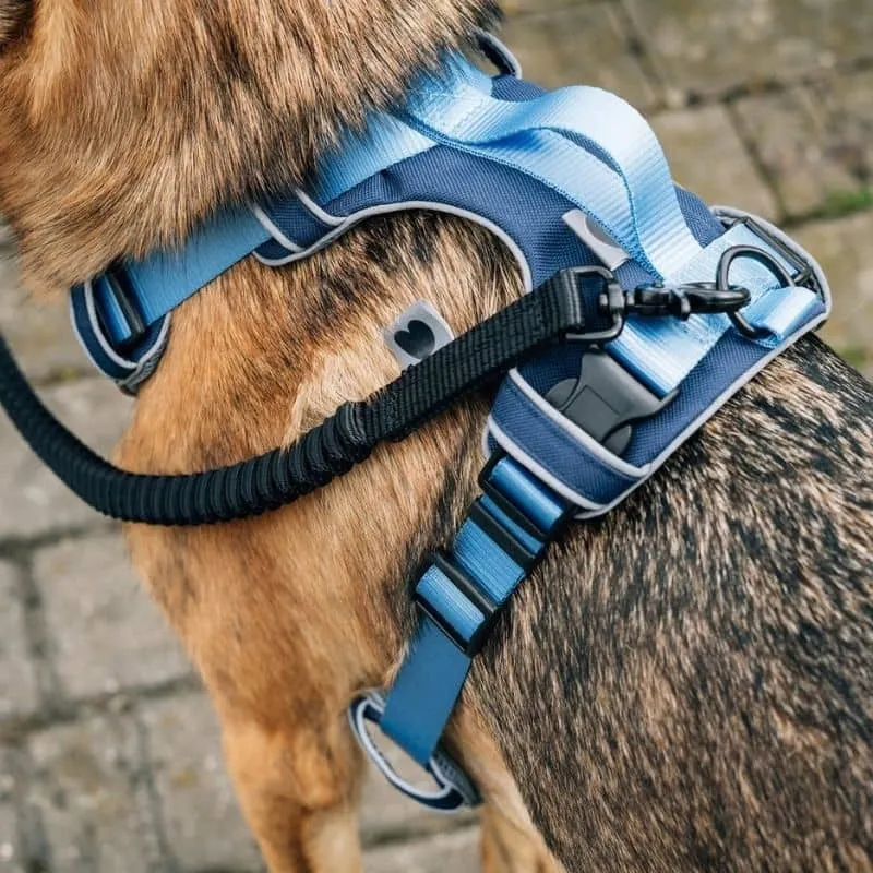 LAISSE MULTIPOSITIONS À ABSORBEUR DE CHOC POUR CHIEN - NOIR