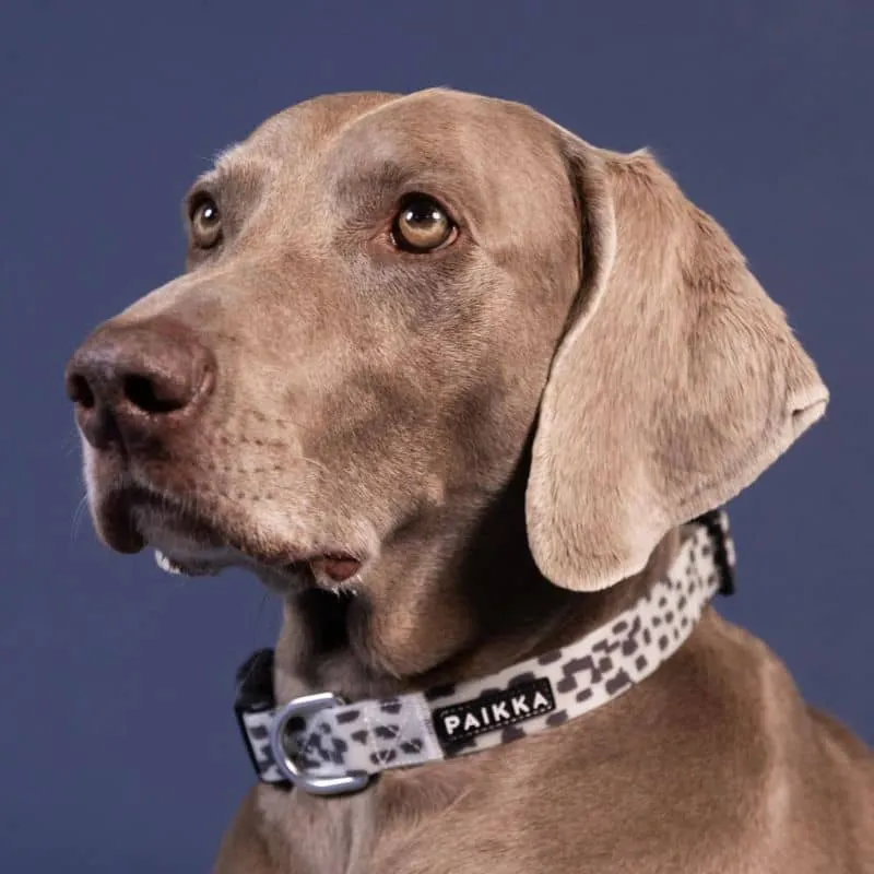 COLLIER POUR CHIEN WATERPROOF - PHOSPHORESCENT