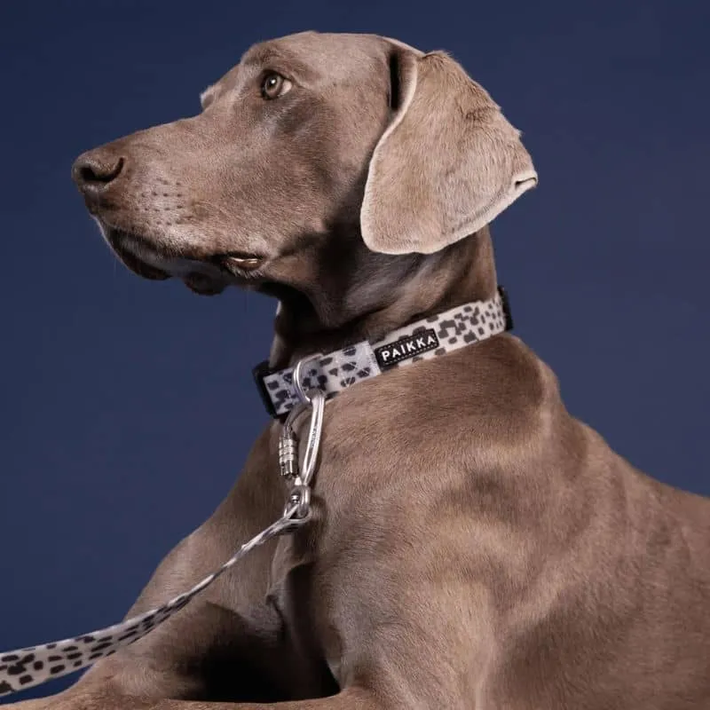 COLLIER POUR CHIEN WATERPROOF - PHOSPHORESCENT