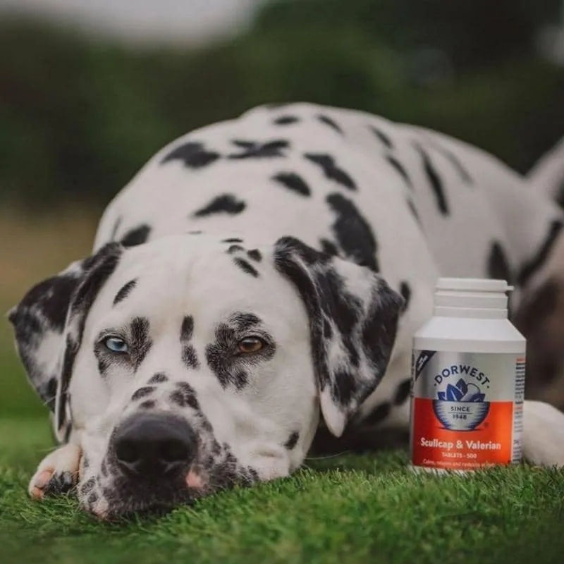 COMPRIMÉS SCULLCAP & VALÉRIANE CONTRE LE STRESS - POUR CHIEN ET CHAT ANXIEUX