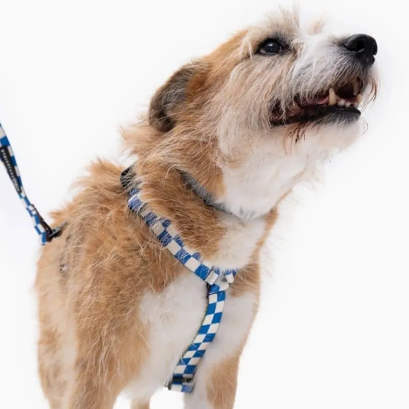 HARNAIS POUR CHIEN FAIT EN EUROPE 🇪🇺 - ARE WE SQUARE 🟦⬜️
