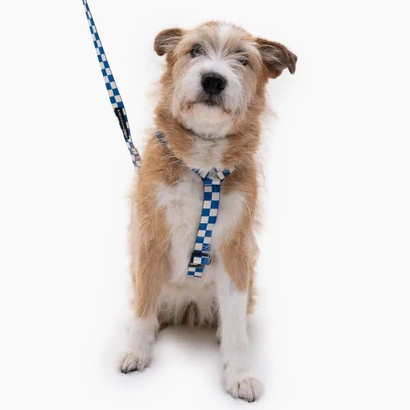 HARNAIS POUR CHIEN FAIT EN EUROPE 🇪🇺 - ARE WE SQUARE 🟦⬜️
